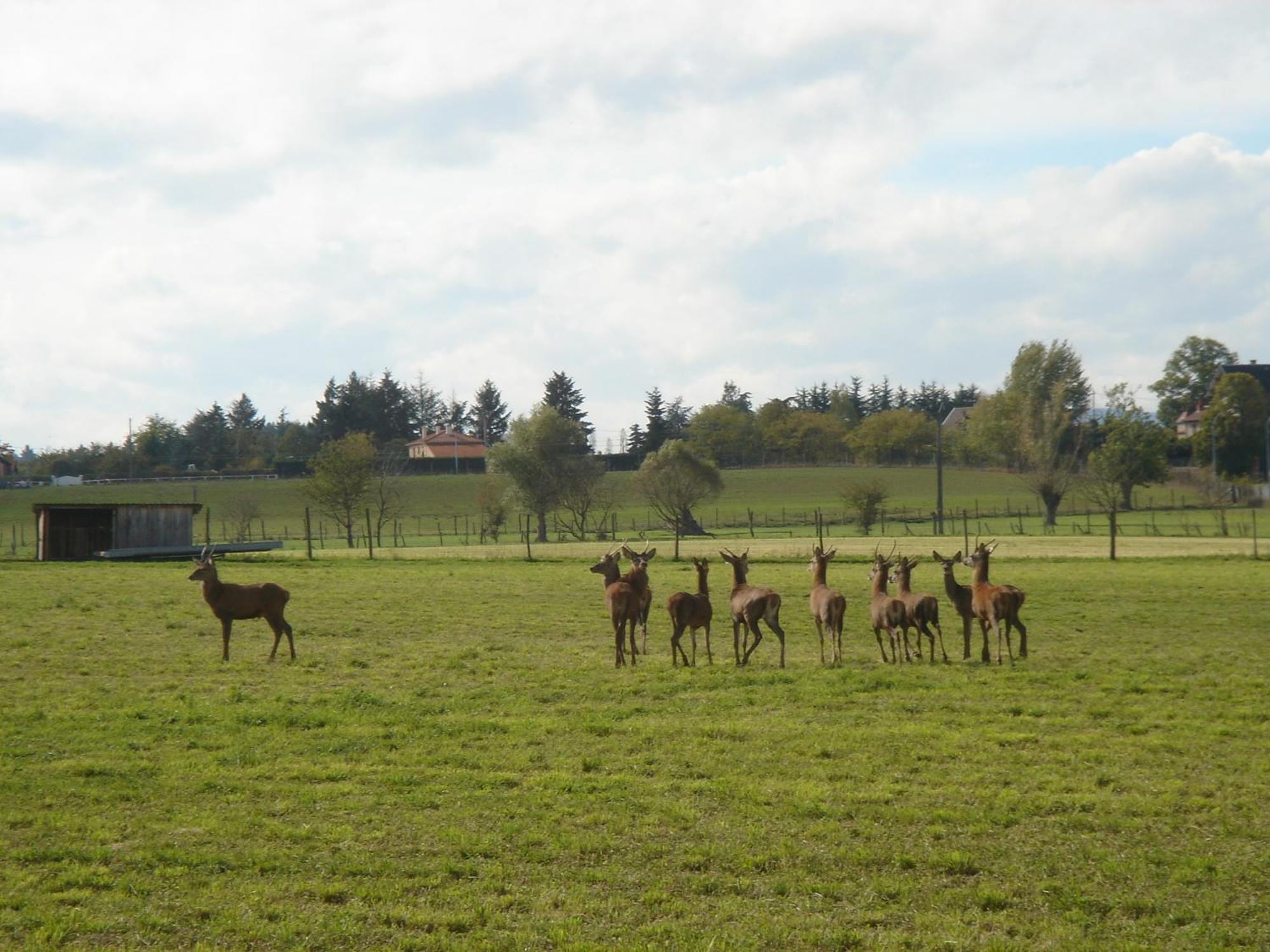 La Ferme Aux Biches Bed and Breakfast Commelle-Vernay Buitenkant foto