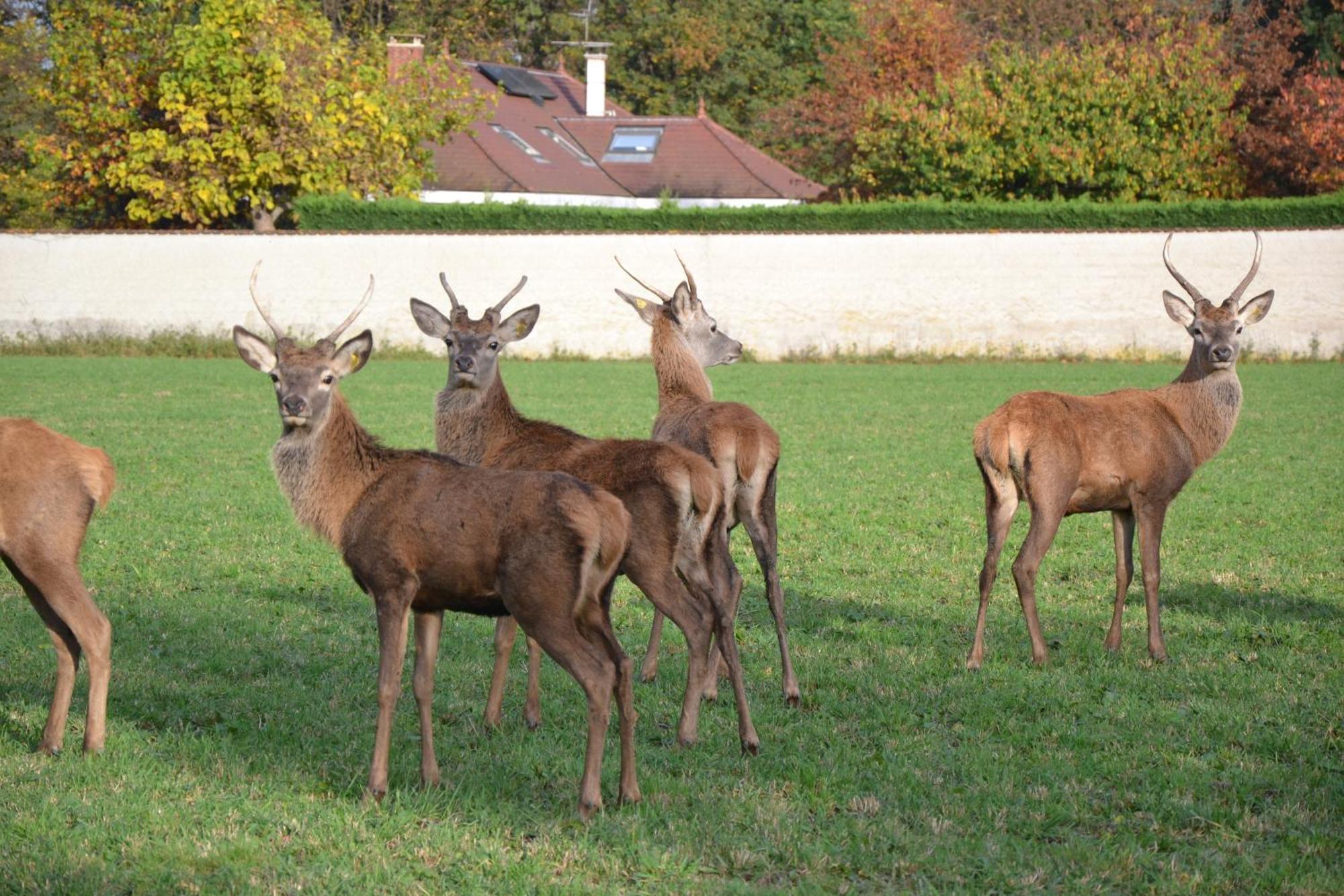 La Ferme Aux Biches Bed and Breakfast Commelle-Vernay Buitenkant foto