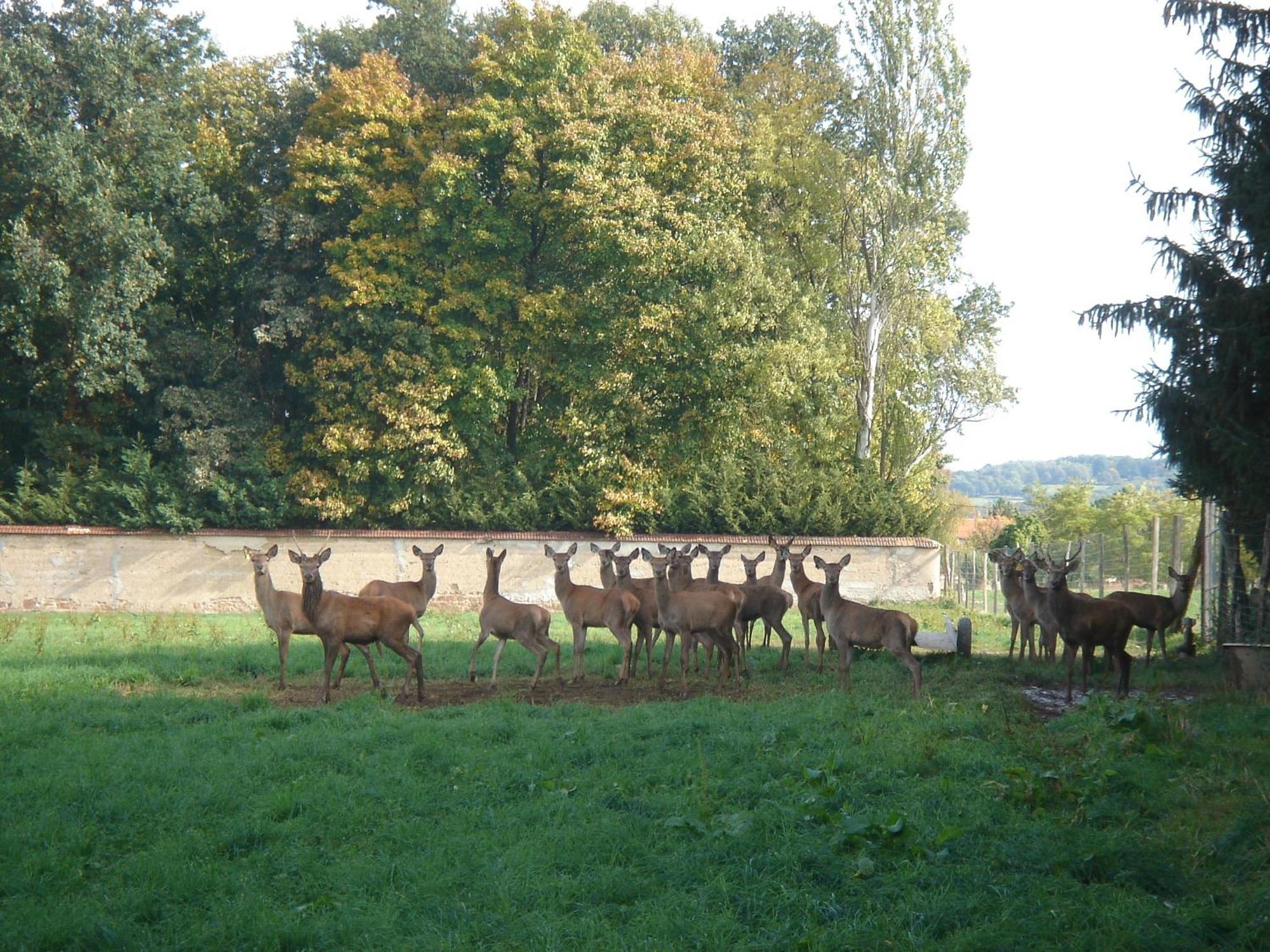 La Ferme Aux Biches Bed and Breakfast Commelle-Vernay Buitenkant foto